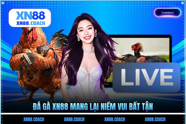 Đá gà XN88 mang lại niềm vui bất tận Đá gà XN88 mang lại niềm vui bất tận