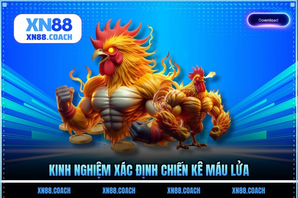 Kinh nghiệm xác định chiến kê máu lửa